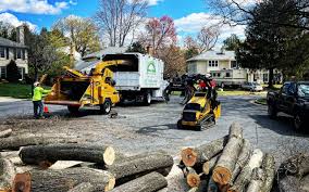 Best Emergency Tree Removal  in Maxwell, CA