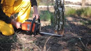 Best Tree Preservation Services  in Maxwell, CA