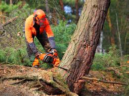  Maxwell, CA Tree Services Pros