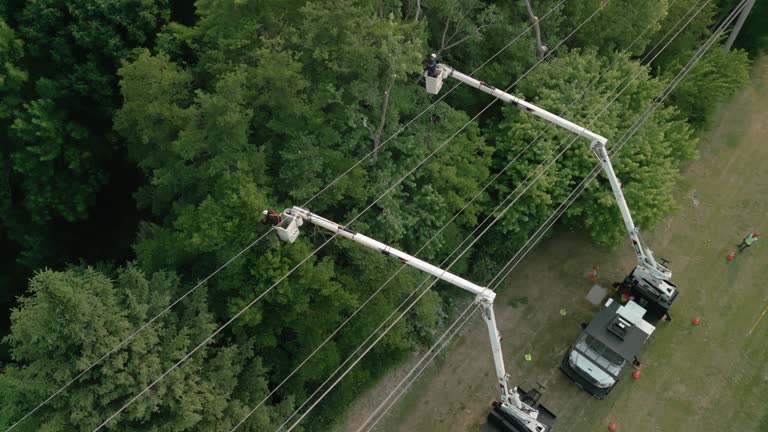 Best Root Management and Removal  in Maxwell, CA